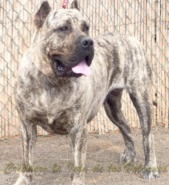 Dogo Canario. Elsa de Presas Yeyfe. Dogo Canario. Elsa de Presas Yeyfe.