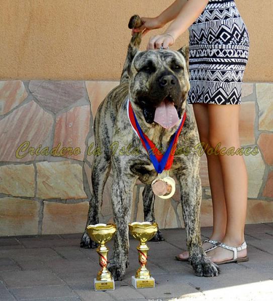 Dogo Canario. Jack De La Isla De Los Volcanes.