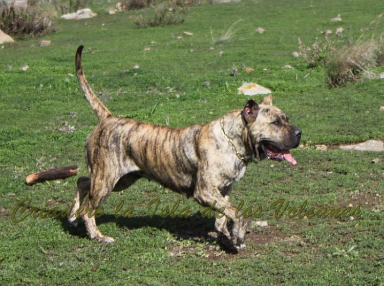 Dogo Canario. Estela De La Isla De Los Volcanes con 16 meses.