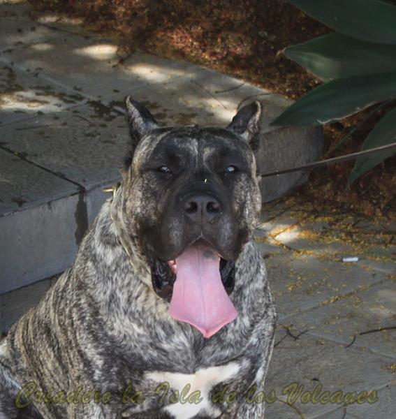 Dogo Canario. LLAIMA DE LA ISLA DE LOS VOLCANES con 24 meses.