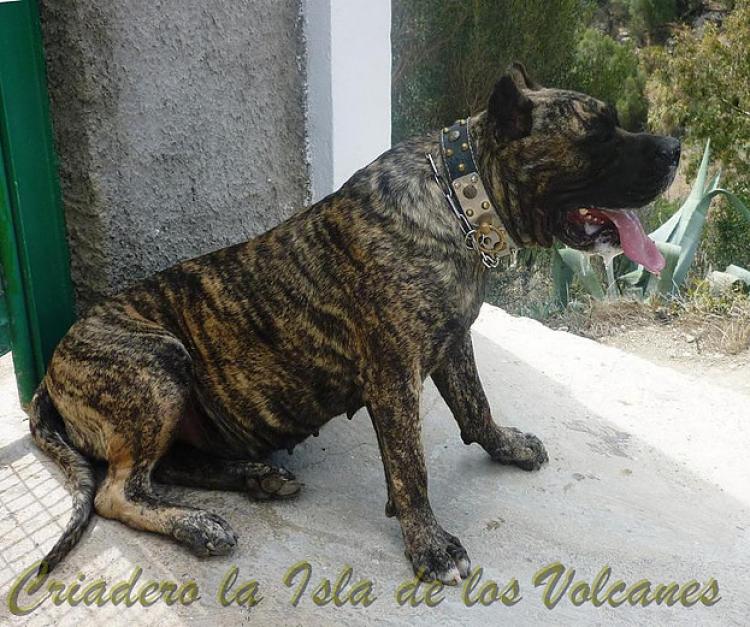 Dogo Canario. Faina De La Isla De Los Volcanes.