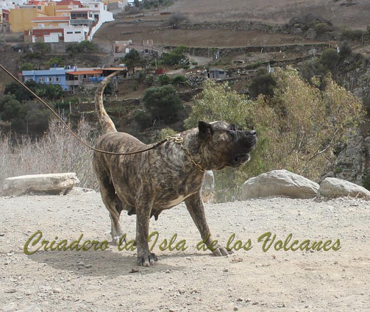 Dogo Canario. Faina De La Isla De Los Volcanes. Prueba de Caracter.