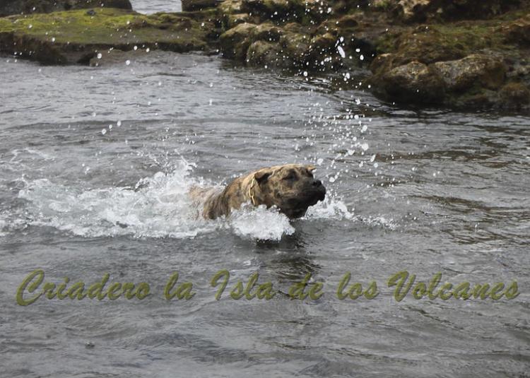 Dogo Canario. Estela De La Isla De Los Volcanes de joven.