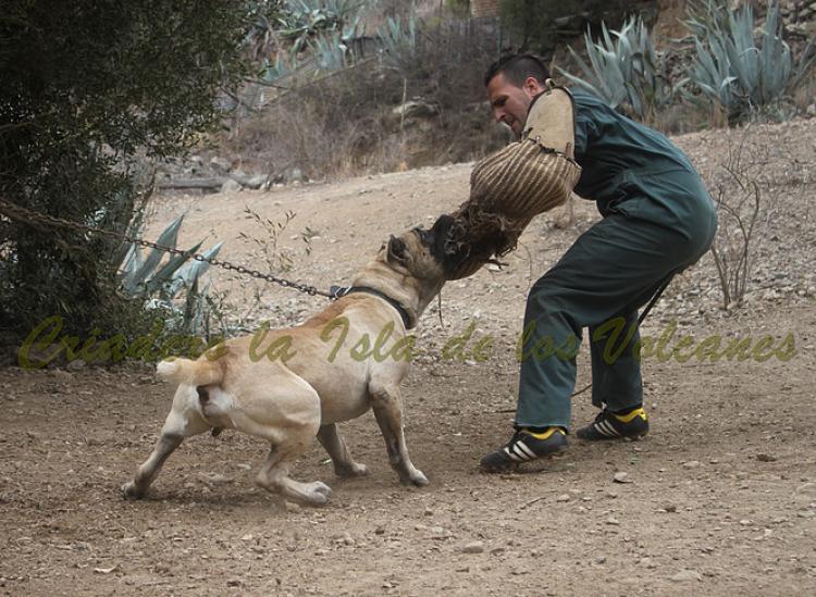 Dogo Canario. Junko De La Isla De Los Volcanes.