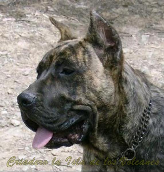 Dogo Canario. Gaucho De La Isla De Los Volcanes.