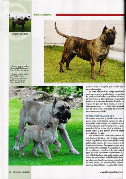 Dogo Canario. Pagina 24.