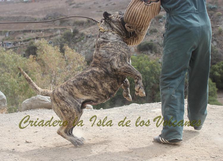 Dogo Canario. Faina De La Isla De Los Volcanes. Prueba de Caracter.