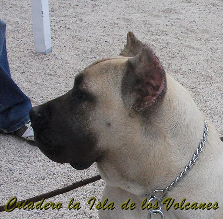 Dogo Canario. Vicky De La Isla De Los Volcanes con 6 meses.