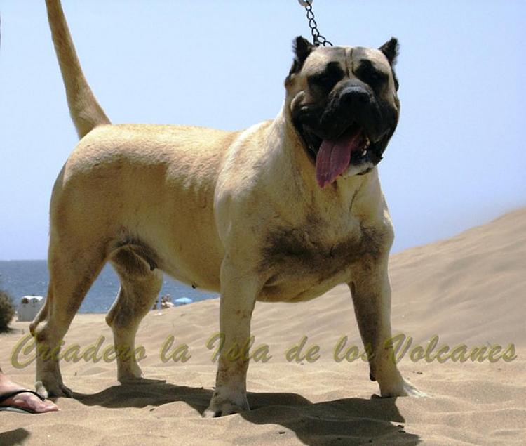 Dogo Canario. Duna De La Isla De Los Volcanes.