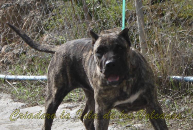 Dogo Canario. Kaifa De La Isla De Los Volcanes.