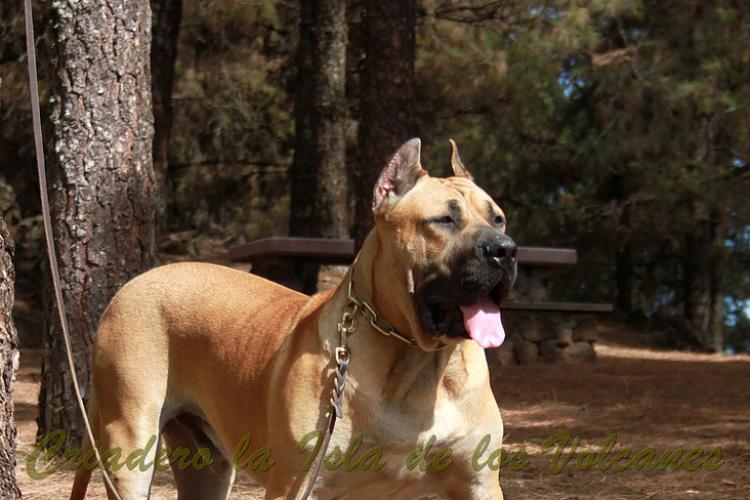 Dogo Canario. Turco De La Isla De Los Volcanes con 12 meses.