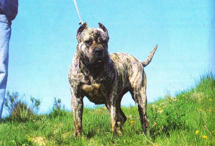 Dogo Canario. Canaria.