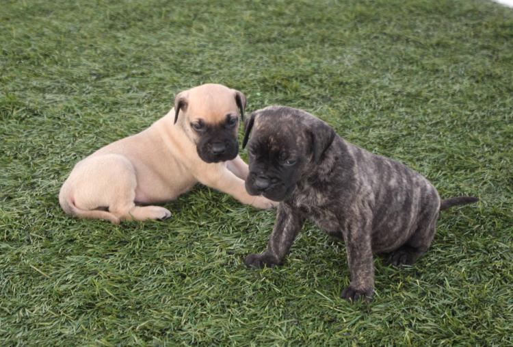 Dogo Canario. Camada 2016.