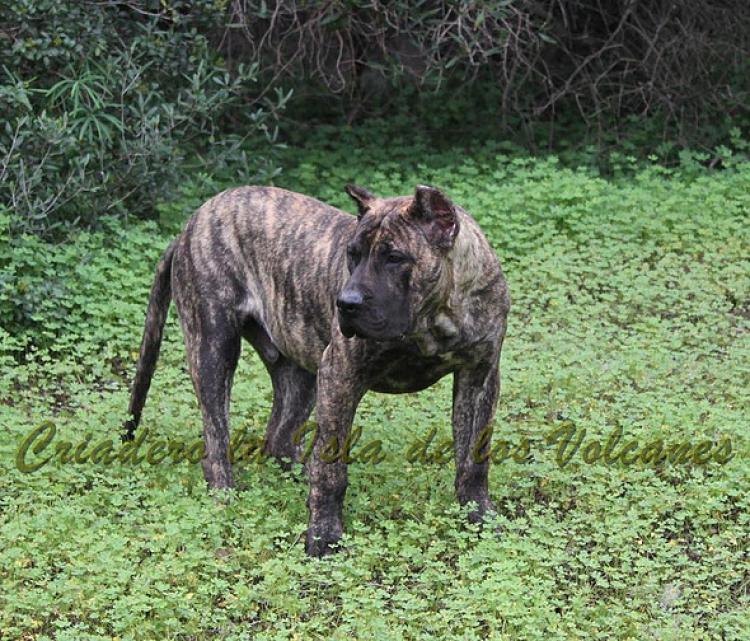 Dogo Canario. Faraon De La Isla De Los Volcanes con 6 meses.