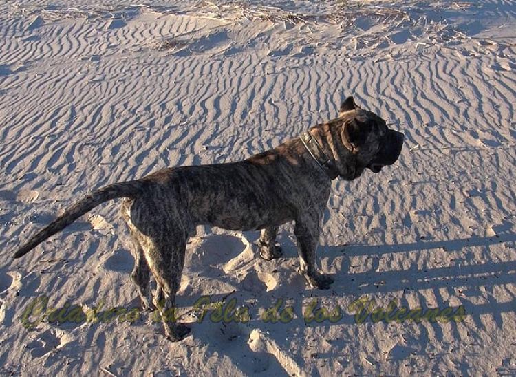Dogo Canario. Hurcan De La Isla De Los Volcanes.