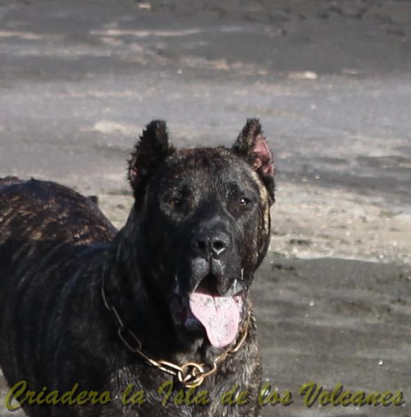 Dogo Canario. FANNY DE LA ISLA DE LOS VOLCANES con 8 meses.
