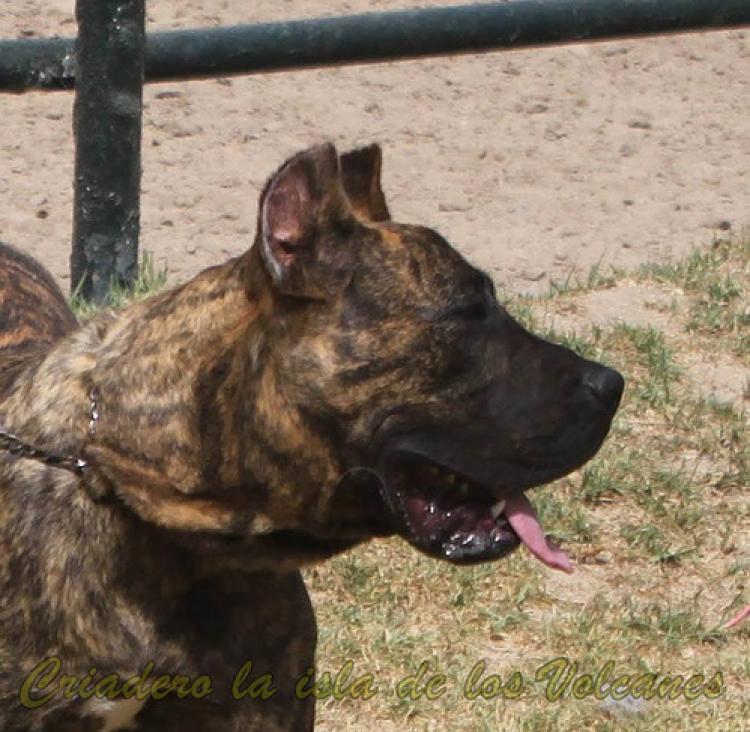 Dogo Canario. Roque De Vega Lagunera.