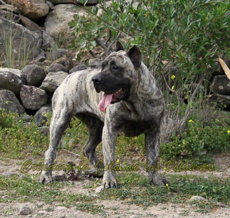Dogo Canario. Wayra De La Isla De Los Volcanes.
