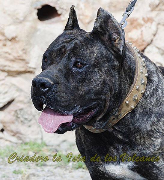Dogo Canario. Caren De La Isla De Los Volcanes.