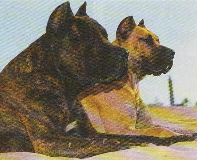 Dogo Canario.