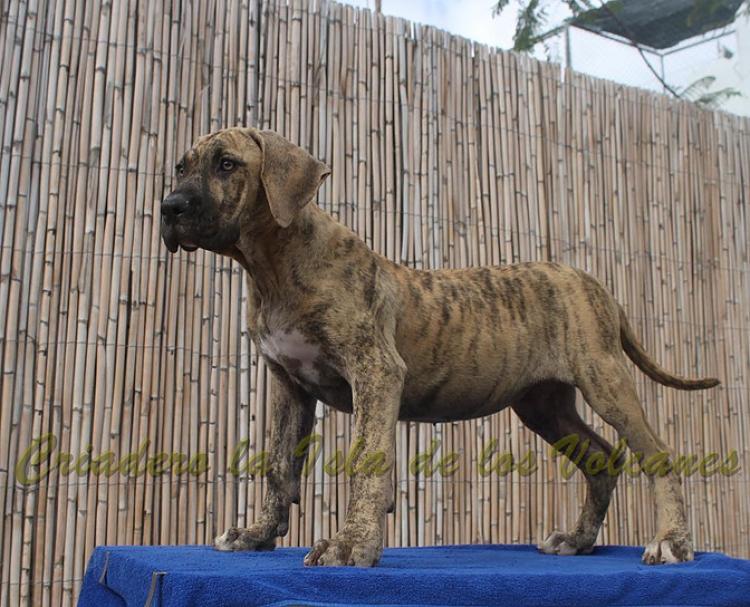 Dogo Canario. Estela De La Isla De Los Volcanes.