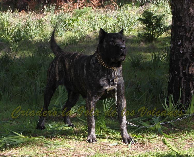 Dogo Canario. Yuma De La Isla De Los Volcanes. Dogo Canario. Yuma De La Isla De Los Volcanes.