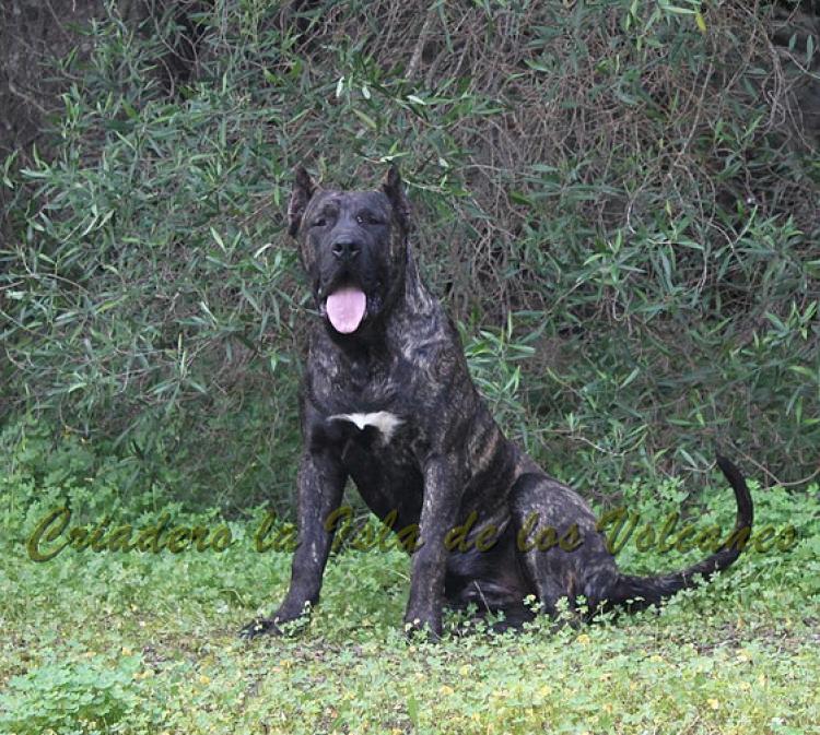 Dogo Canario. FRANCO DE LA ISLA DE LOS VOLCANES de cachorro.
