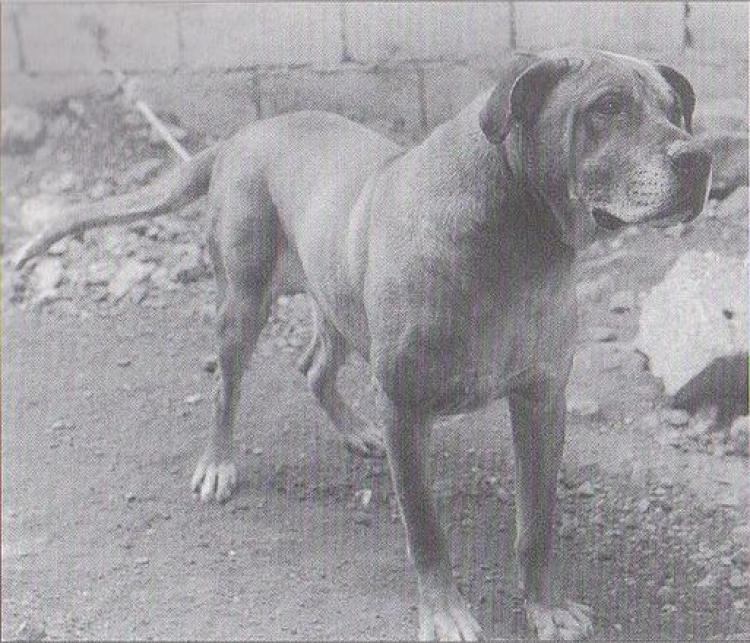 Dogo Canario. Fotos Historicas. Colorado.