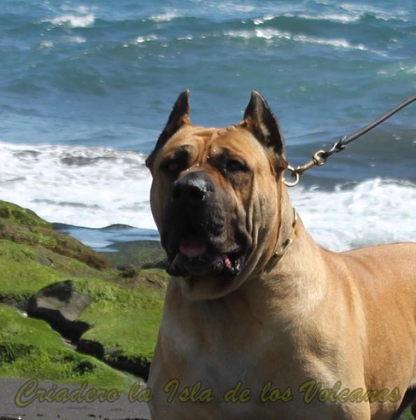 Dogo Canario. Turco De La Isla De Los Volcanes.