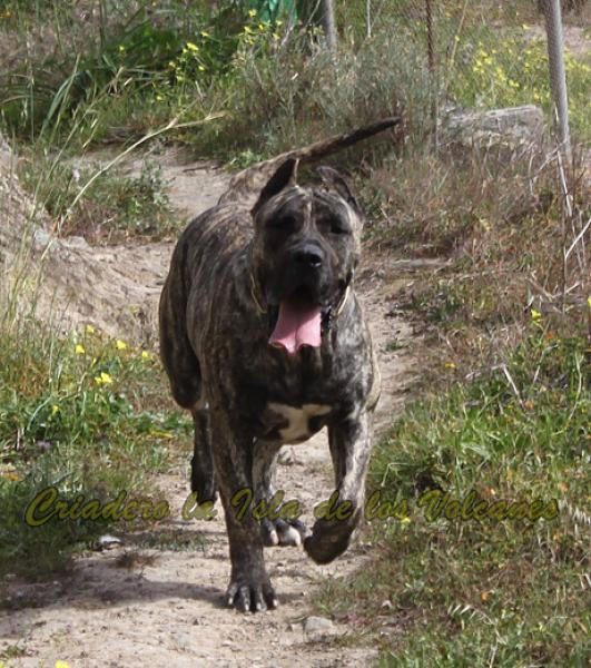 Dogo Canario. LLAIMA DE LA ISLA DE LOS VOLCANES de joven.