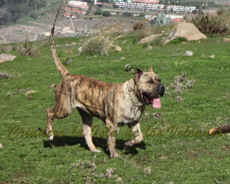 Dogo Canario. Estela De La Isla De Los Volcanes.