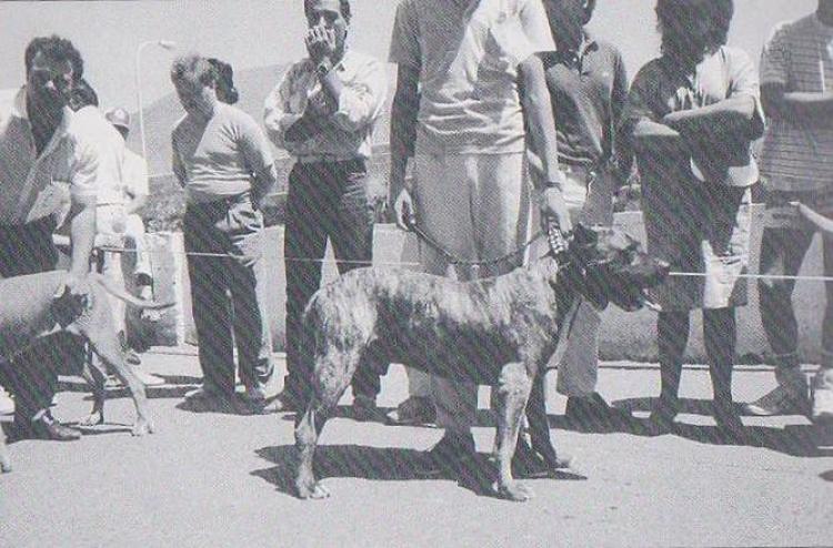 Dogo Canario. Fotos Historicas.