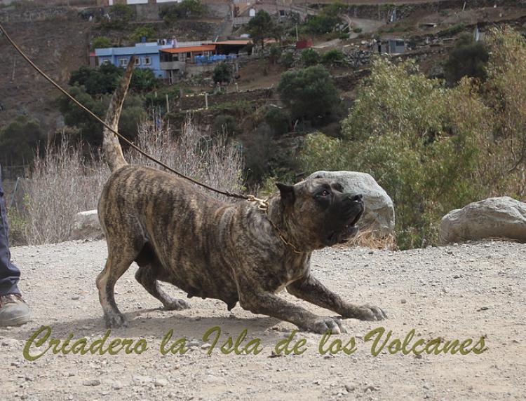 Dogo Canario. Faina De La Isla De Los Volcanes. Prueba de Caracter.