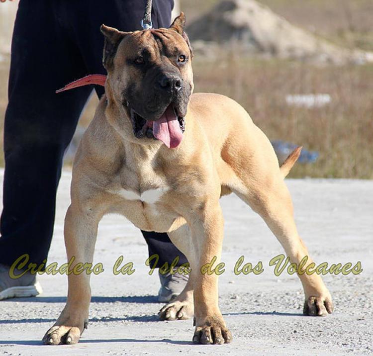 Dogo Canario. Hitler De La Isla De Los Volcanes.