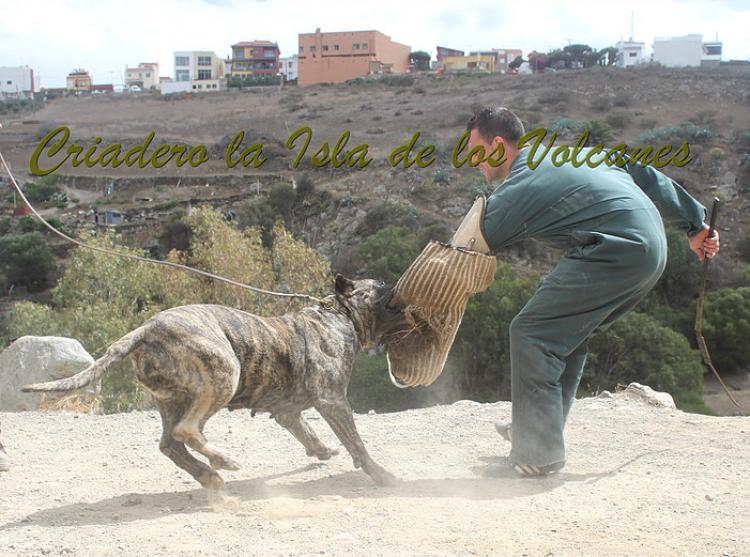 Dogo Canario. Faina De La Isla De Los Volcanes. Prueba de Caracter.