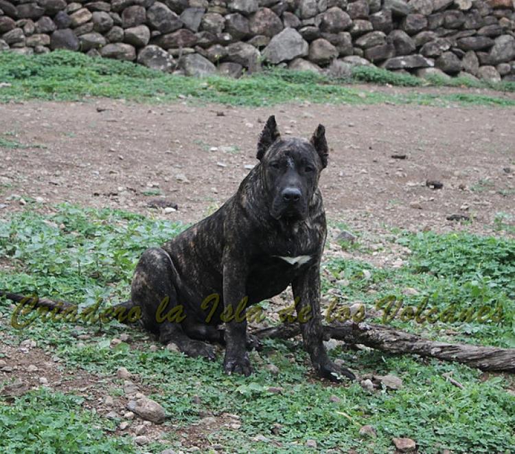Dogo Canario. FRANCO DE LA ISLA DE LOS VOLCANES de cachorro.