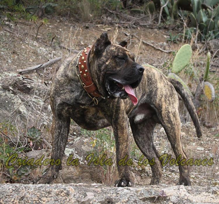 Dogo Canario. Faraon De La Isla De Los Volcanes en 2016.