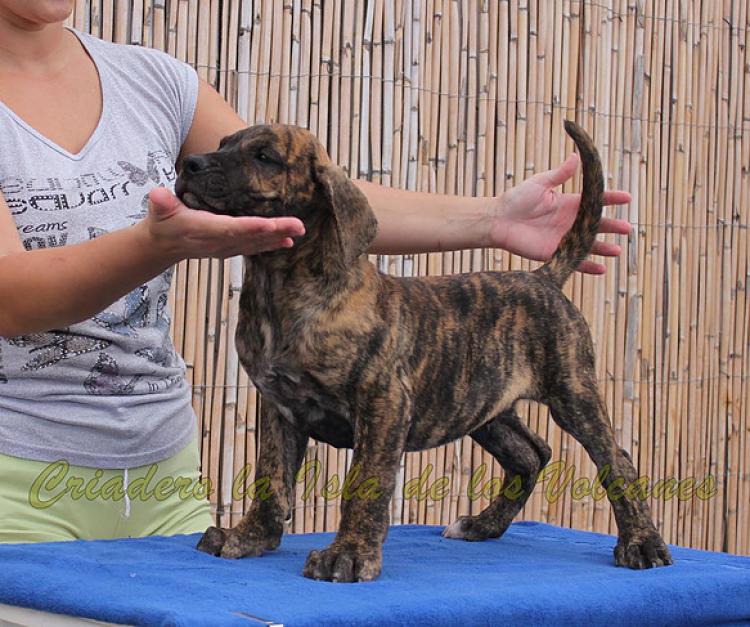 Dogo Canario. Falko De La Isla De Los Volcanes.