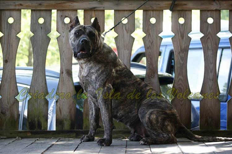 Dogo Canario. Ecora De La Isla De Los Volcanes.