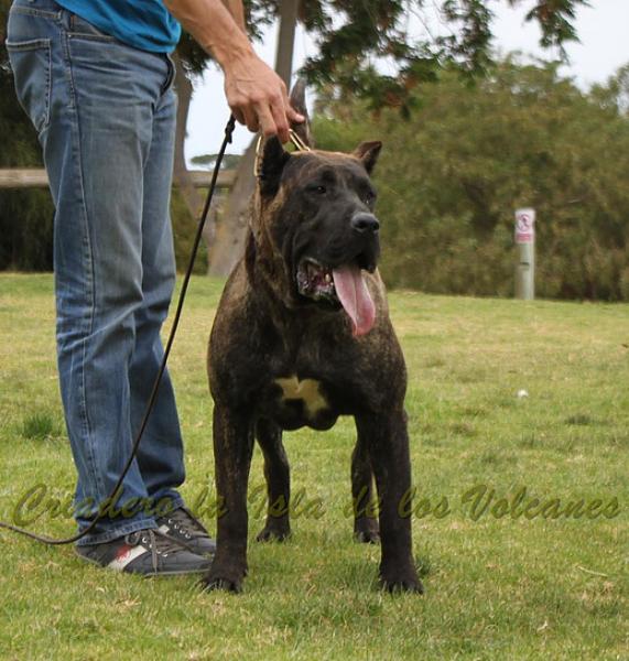 Dogo Canario. FANNY DE LA ISLA DE LOS VOLCANES.