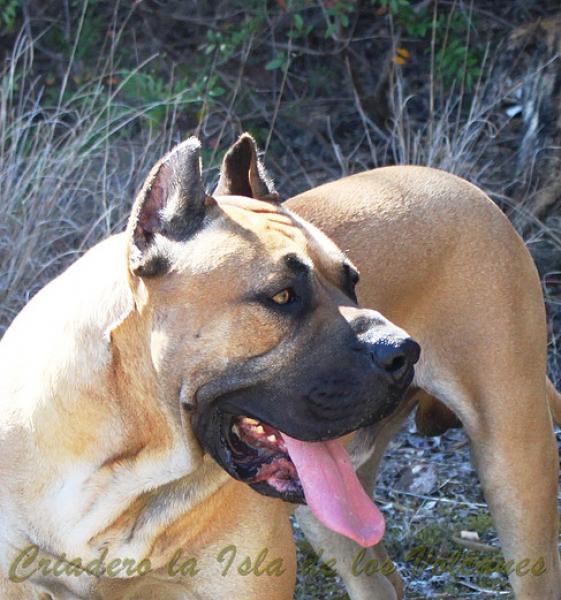 Dogo Canario. Turco De La Isla De Los Volcanes.