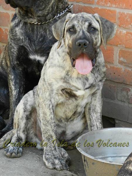 Dogo Canario. Jack De La Isla De Los Volcanes.