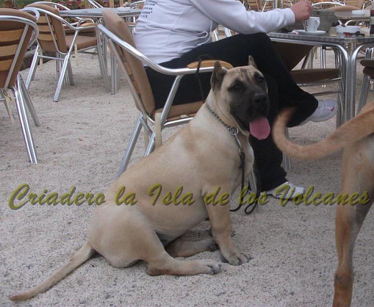Dogo Canario. Vicky De La Isla De Los Volcanes con 6 meses.