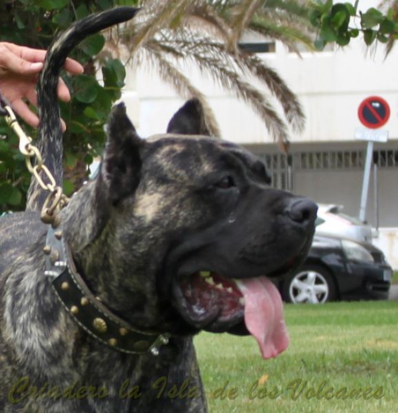 Dogo Canario. Volcan De La Isla De Los Volcanes.