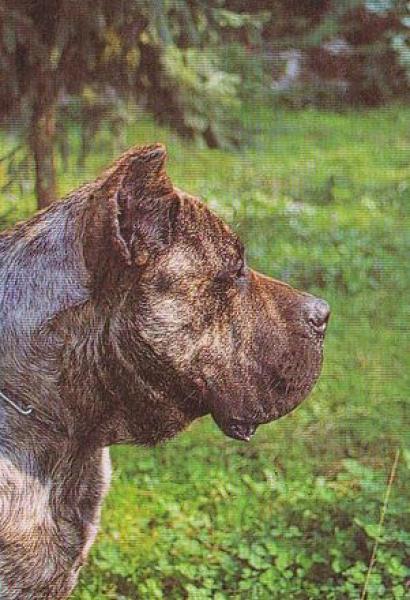 Dogo Canario. Congo.
