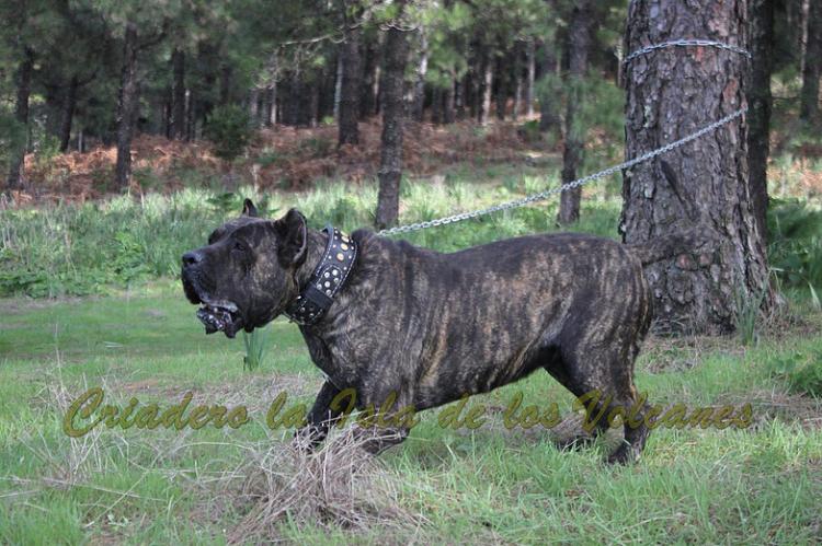 Dogo Canario. FRANCO DE LA ISLA DE LOS VOLCANES con 20 meses.