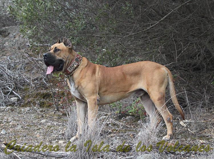 Dogo Canario. Tajan De La Isla De Los Volcanes.