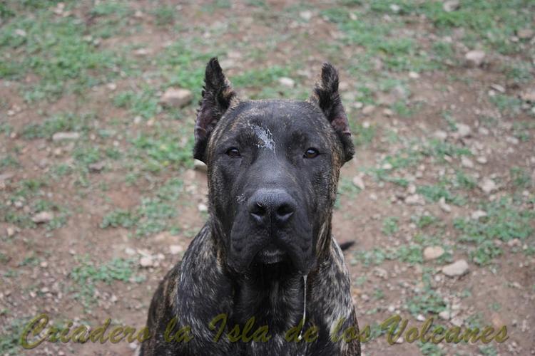 Dogo Canario. FRANCO DE LA ISLA DE LOS VOLCANES de cachorro.