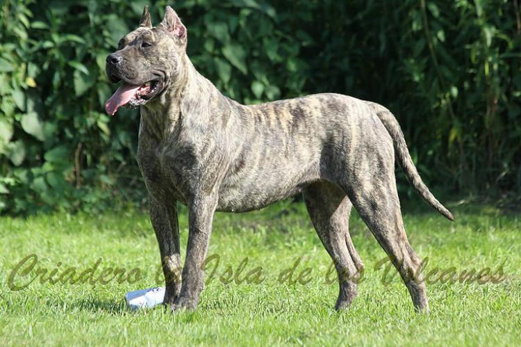 Dogo Canario. Ecora De La Isla De Los Volcanes.