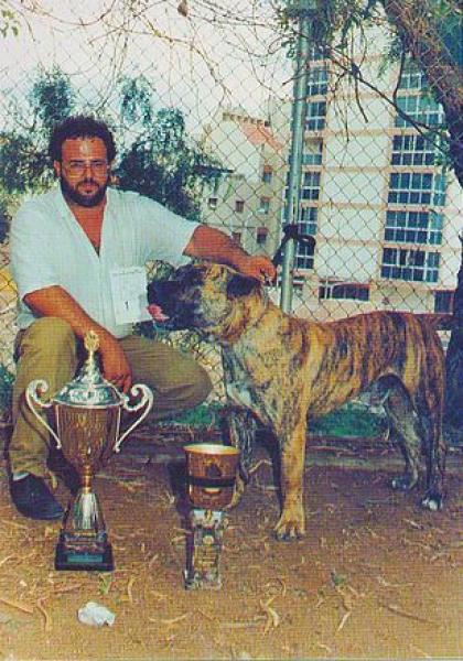 Dogo Canario. Barón. Dogo Canario. Barón.